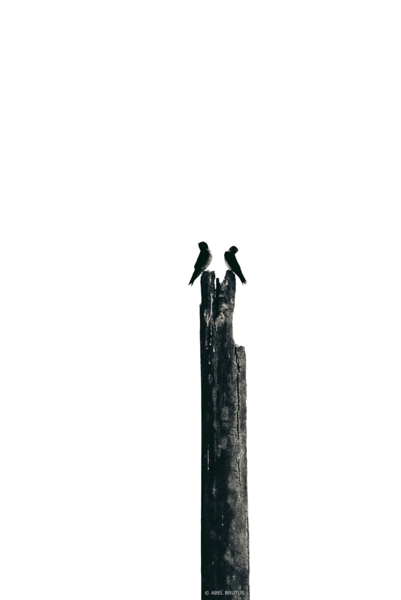 Abel – Birds 01 – Version 5